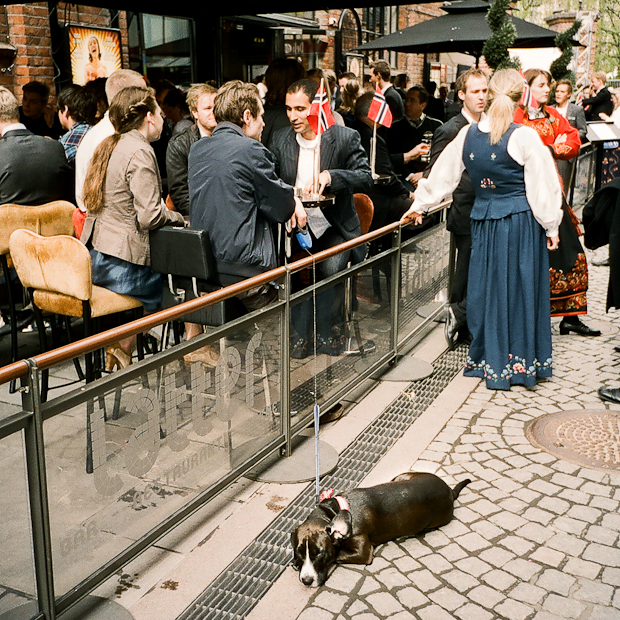 Norway National Day is For Dogs Too