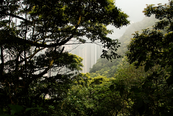 The Peak Hong Kong - View of Skyscrapers Through Trees