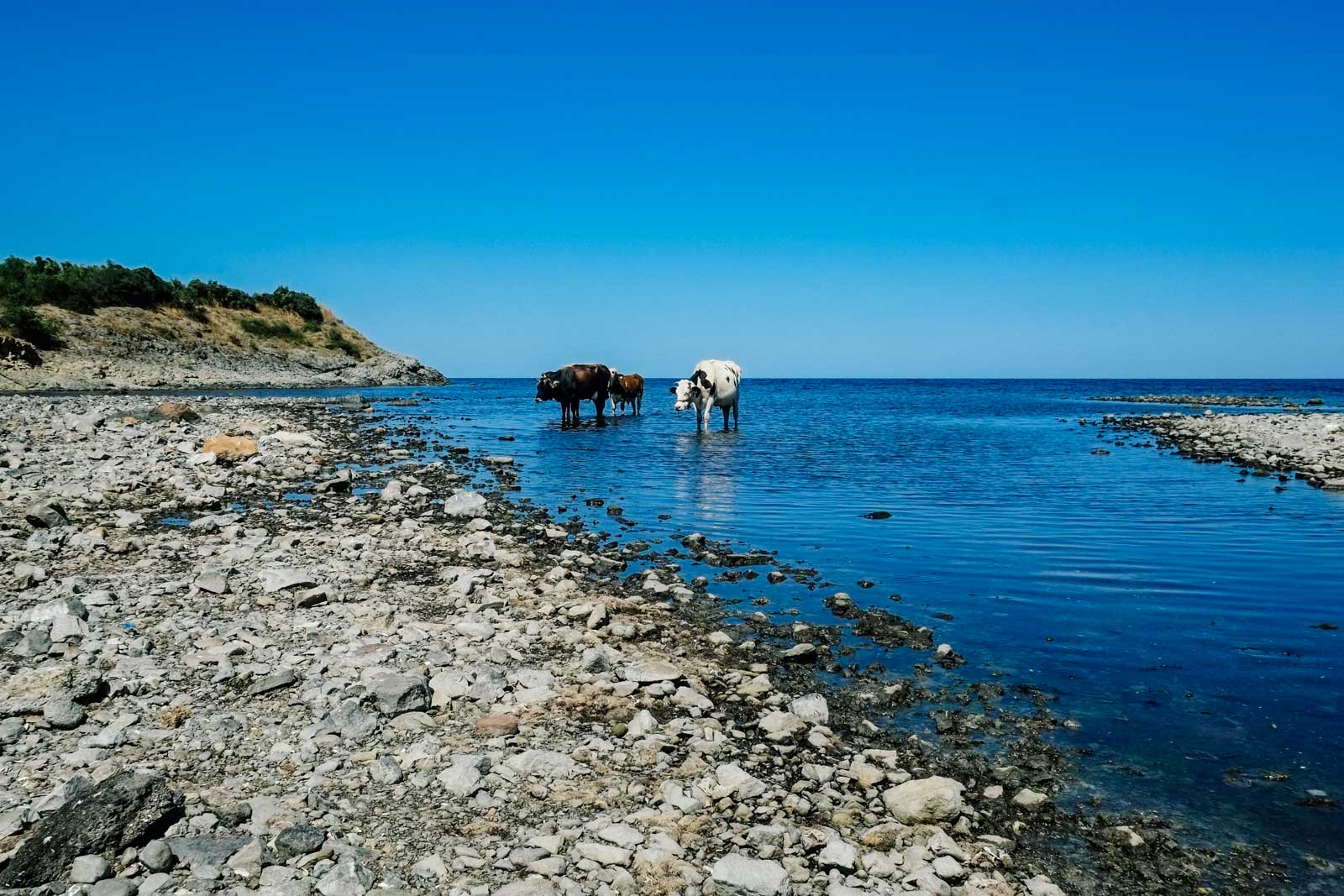 bulgarian sea cows