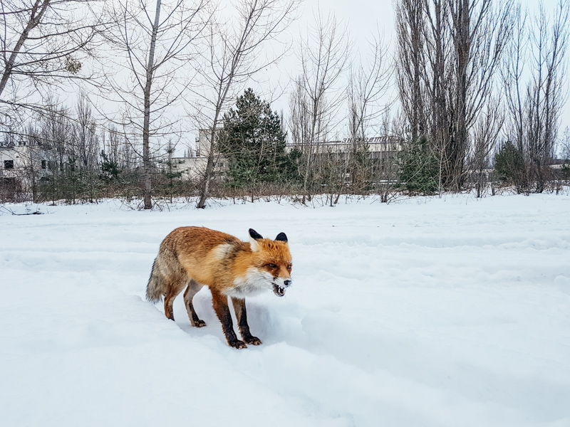 chernobyl fox wildlife