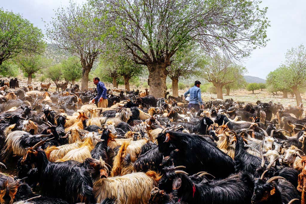 genuine iran nomads