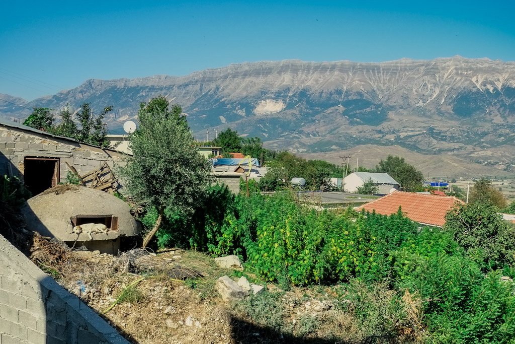 Lazarat marijuana crops in Albania