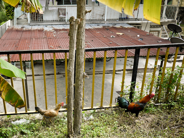 Rooster and Chicken, Kampung Baru, Kuala Lumpur