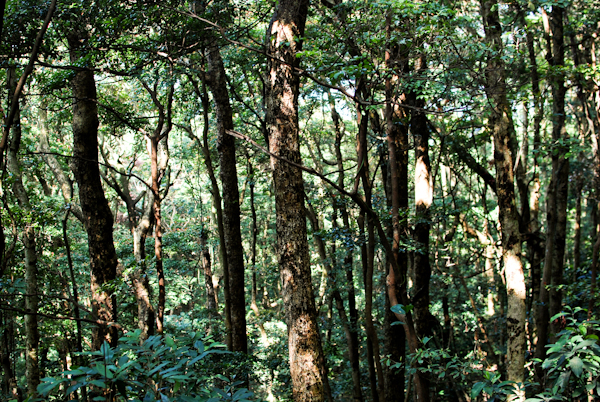 trees - victoria peak hong kong