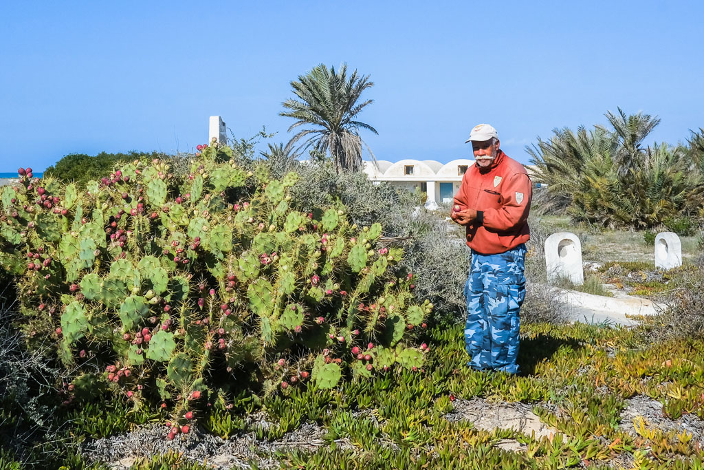 tunisia cactus juice